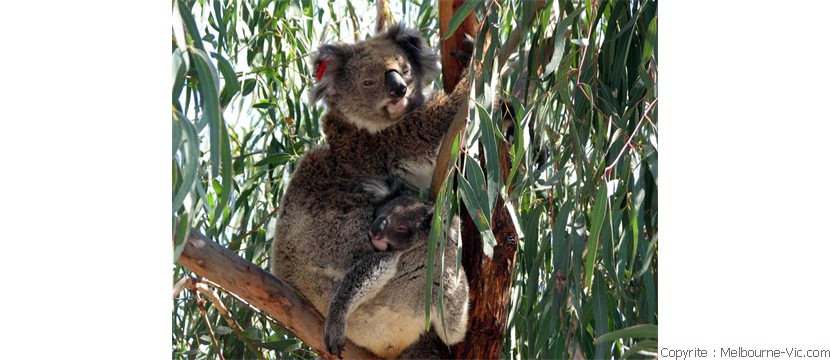 Mum and baby Koala , Raymond island nr
Paynsville