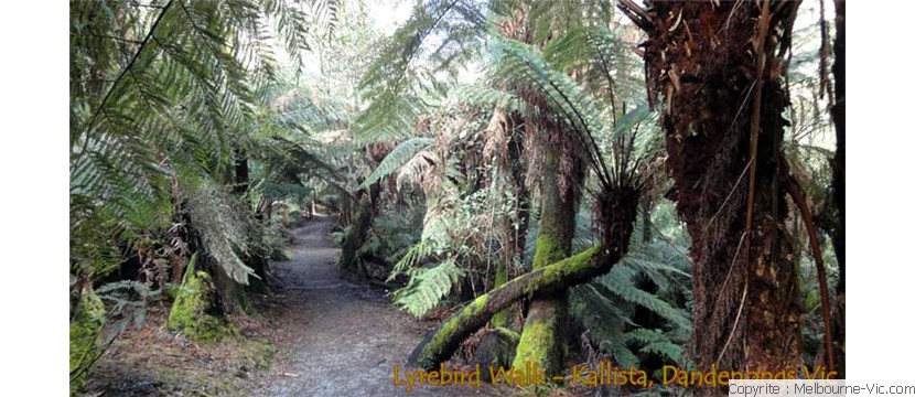 Lyrebird Walk-Kallista