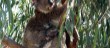 Mum and baby Koala , Raymond island nr
Paynsville